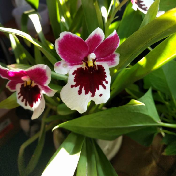 Plant image Miltoniopsis 'Herr Alexander'