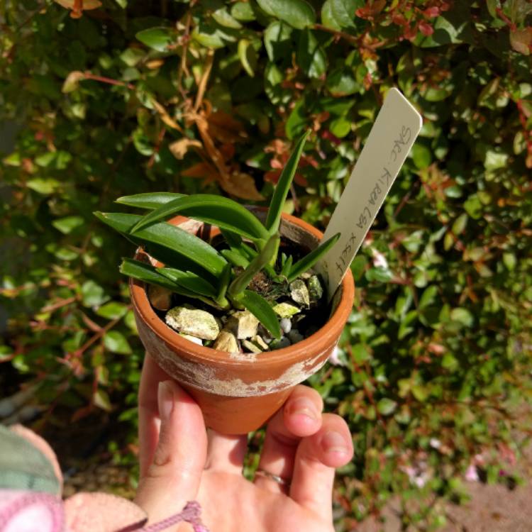 Plant image Sarcochilus