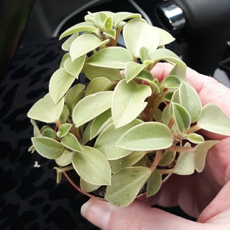 Plant image Peperomia orba 'Pixie Lime'