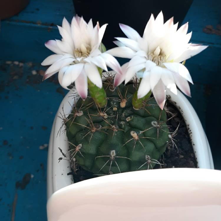 Plant image Gymnocalycium anisitsii