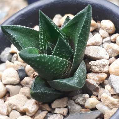 Haworthia 'Resendeana'