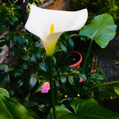 Calla Lily