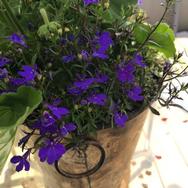 Trailing Lobelia