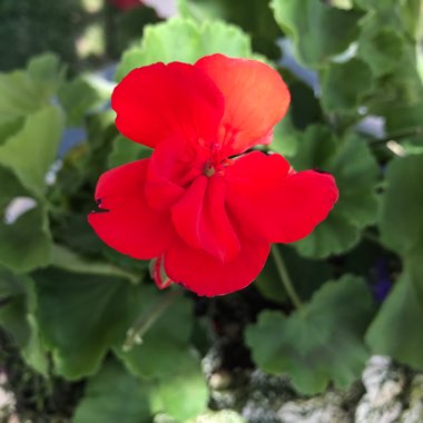 Pelargonium 'Americana Rose Mega Splash' (Zonal)