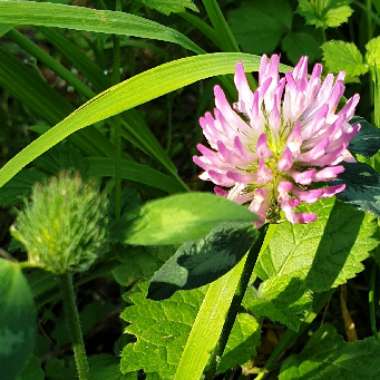 Wild Red Clover