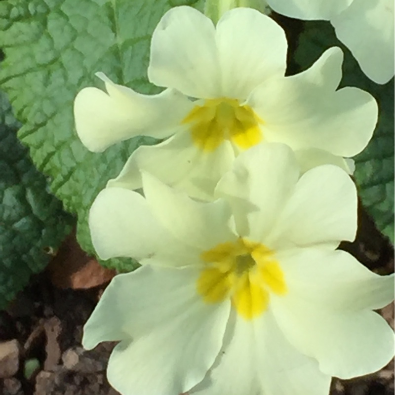 Native Primrose