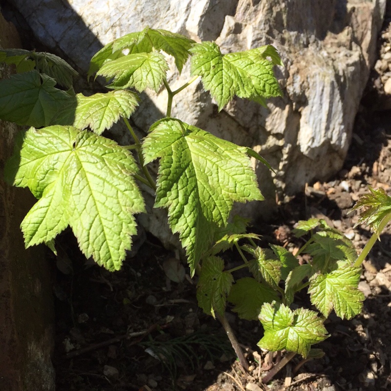 Black Snakeroot