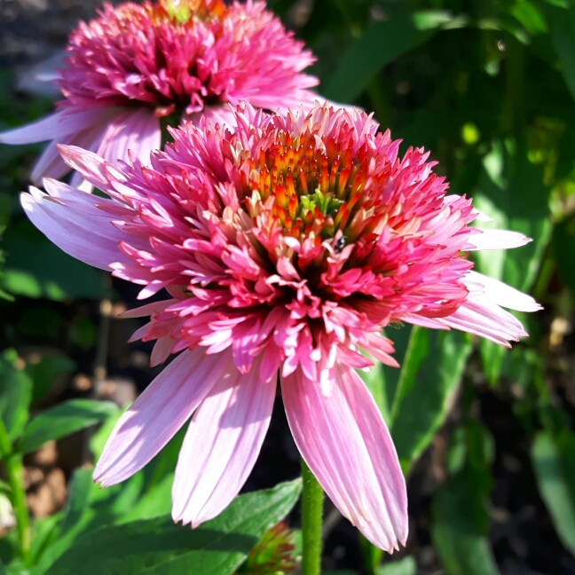 Plant image Echinacea purpurea 'Razzmatazz'