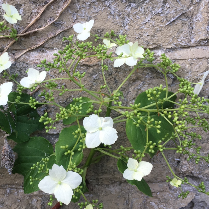 Climbing Hydrangea