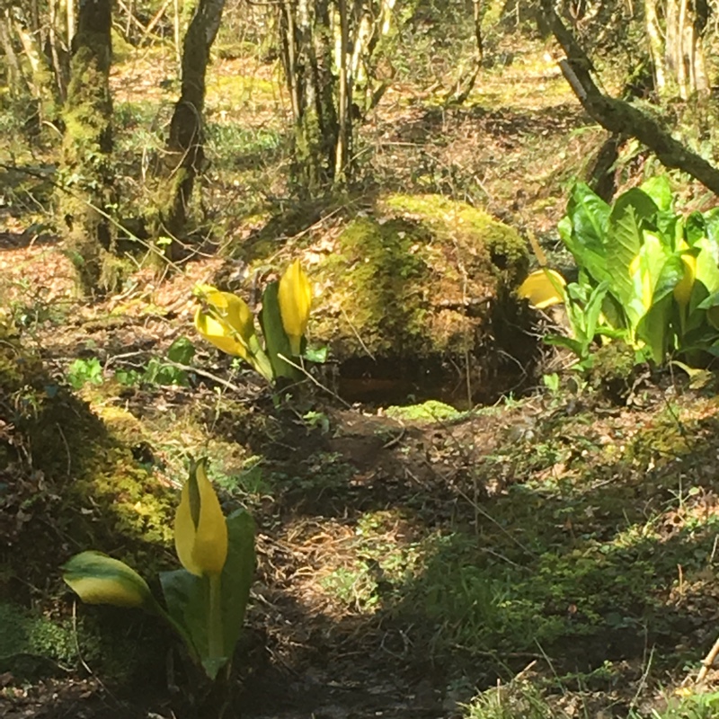 Plant image Lysichiton americanus