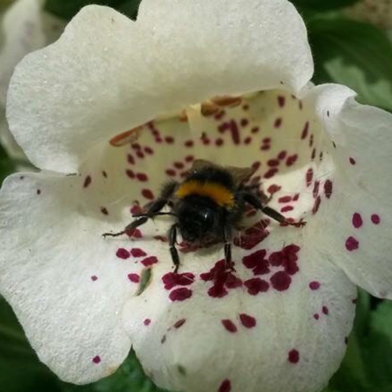 Foxglove 'Pam's Choice'