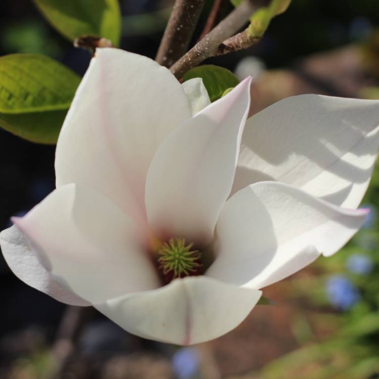 Plant image Magnolia x soulangeana 'Red Lucky'