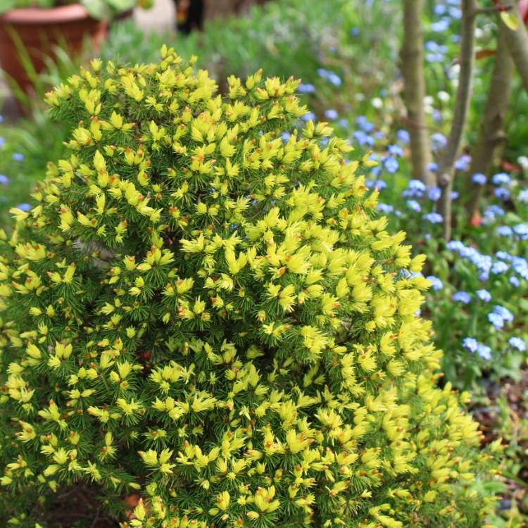 Plant image Picea glauca var. albertiana 'J.W. Daisy's White'