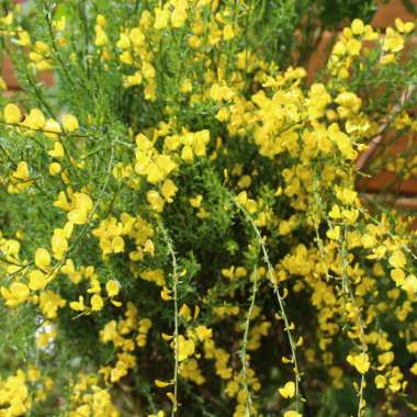 Cytisus