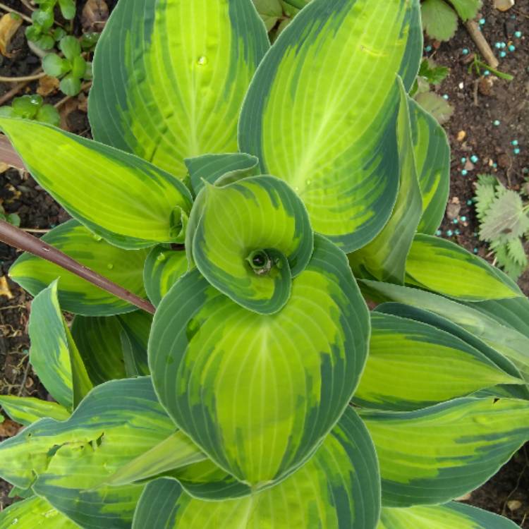 Plant image Hosta 'Stained Glass'