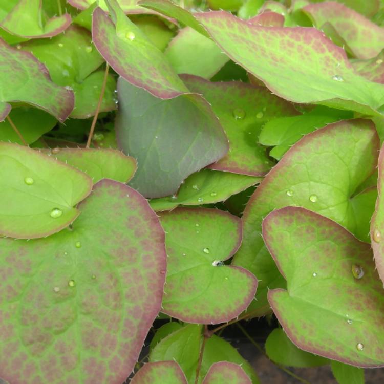 Plant image Epimedium x rubrum 'Galadriel'

