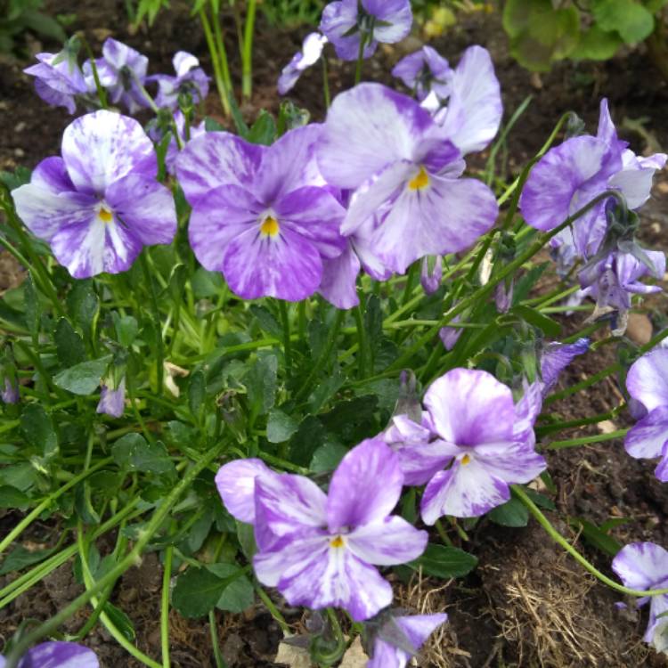 Plant image Viola 'Columbine'