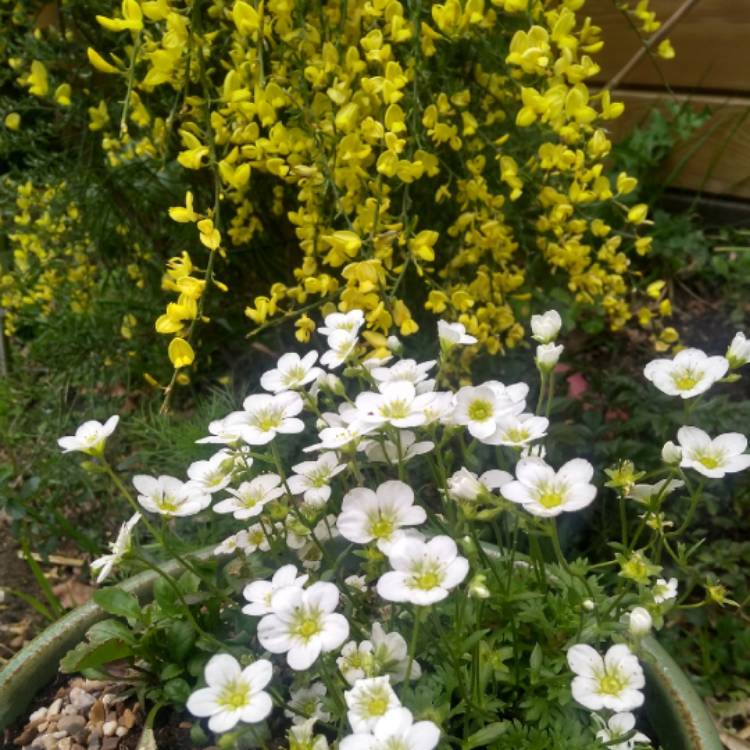 Plant image Saxifraga x arendsii 'Touran Large White'