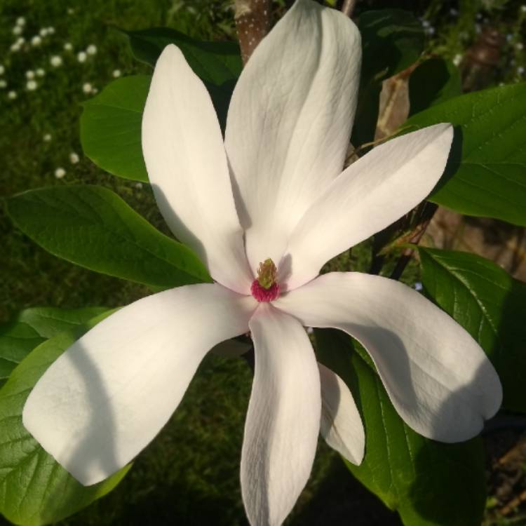 Plant image Magnolia x soulangeana 'Red Lucky'