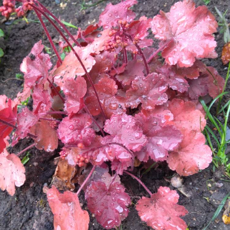 Plant image Heuchera 'Berry Smoothie'