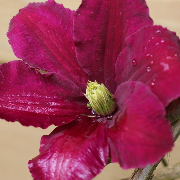 Plant image Clematis 'Niobe'