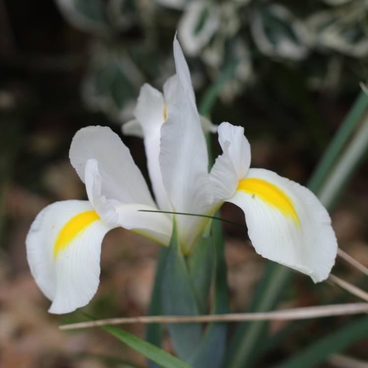 Plant image Iris x hollandica 'Apollo'