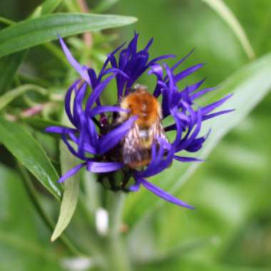 Centaurea montana 'Gold Bullion'