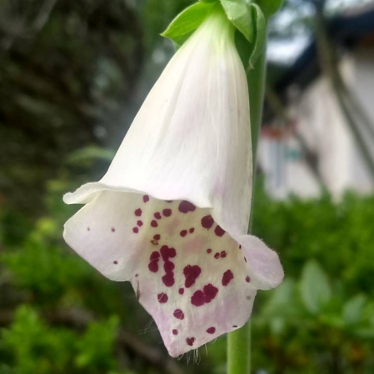 Plant image Digitalis purpurea 'Camelot Lavender'