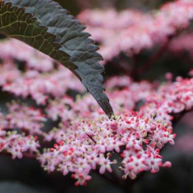 Sambucus nigra f. porphyrophylla 'Gerda' syn. Sambucus nigra f. porphyrophylla 'Black Beauty', Sambucus nigra 'Black Beauty'