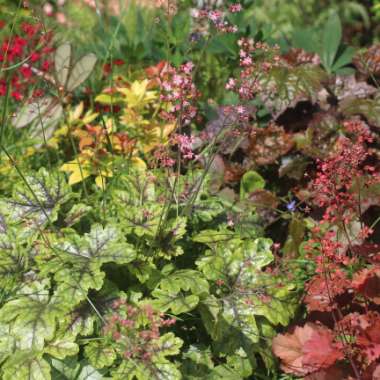 Heuchera 'Tapestry'