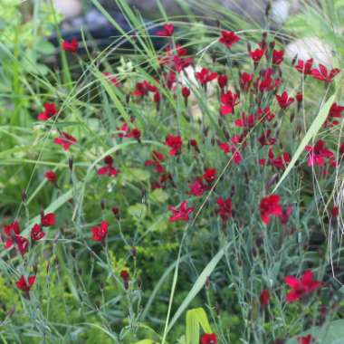 Dianthus deltoides 'Brilliant'