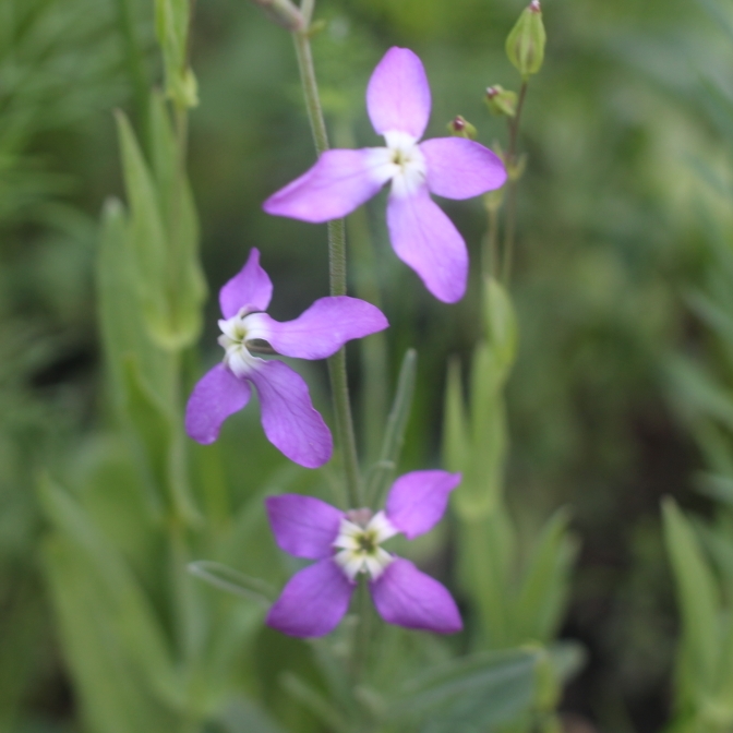 Plant image Matthiola Bicornis