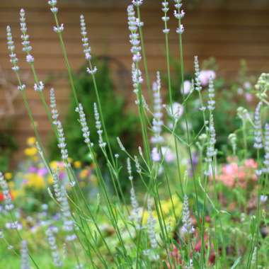 Lavandula