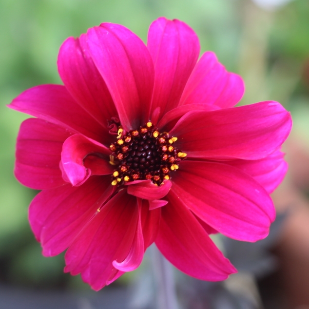 Plant image Dahlia 'Bishop of Canterbury'