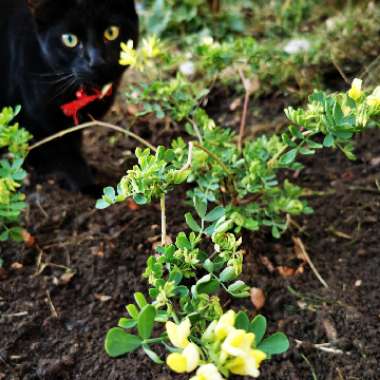 Coronilla valentina subsp. glauca 'Citrina' syn. Coronilla glauca 'Citrina', Coronilla valentina 'Citrina'