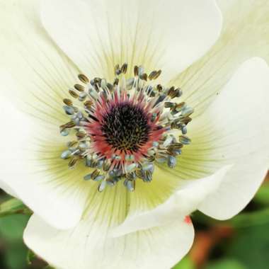 Anemone coronaria De Caen (Mix)