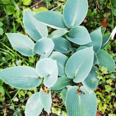 Plantain Lily 'Halcyon'