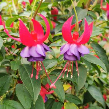 Fuchsia 'Army Nurse'