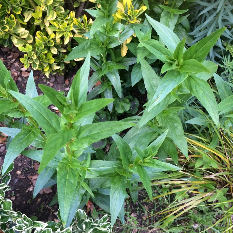 Plant image Epilobium hirsutum