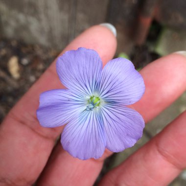 Linum perenne