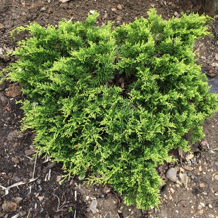 Juniperus chinensis 'Old Gold', Juniper 'Old Gold' - uploaded by @taylork