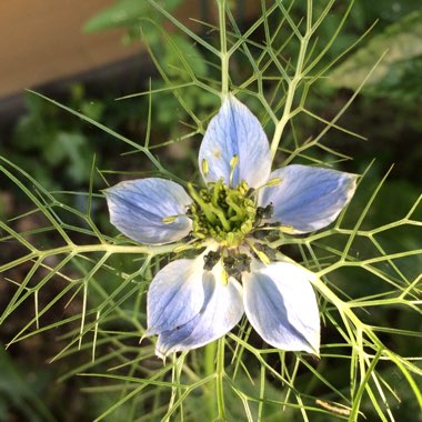 Nigella