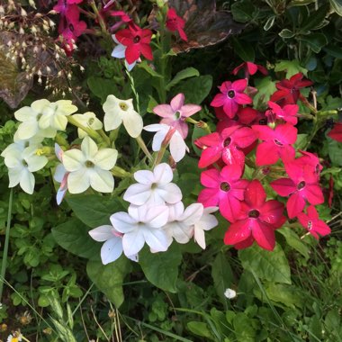 Nicotiana alata var. Crimson Bedder