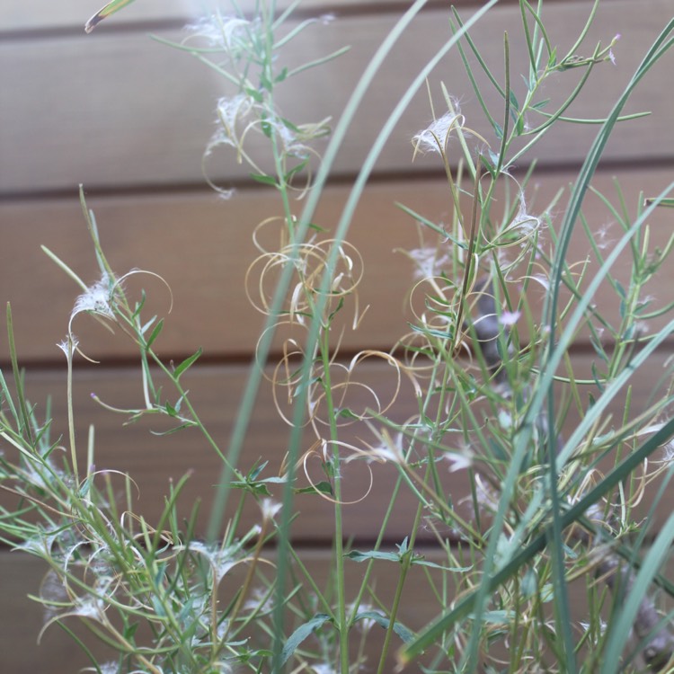 Plant image Epilobium hirsutum