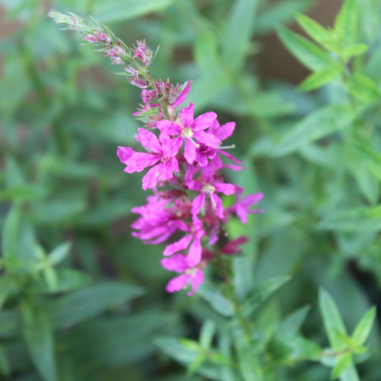 Lythrum salicaria 'Modern Pink', Loosestrife 'Modern Pink' - uploaded ...