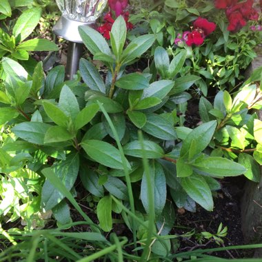 Rhododendron japonica 'Amoena'