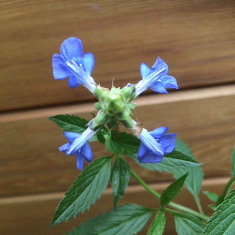 Plant image Salvia uliginosa