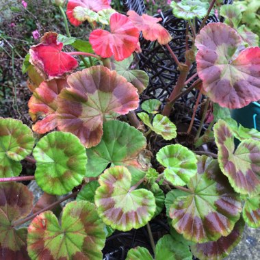 Pelargonium 'Grandeur Odorata Cola' (Grandeur Odorata Series)