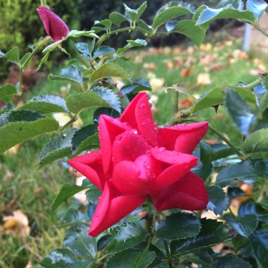 Rosa 'Flower Carpet Red'