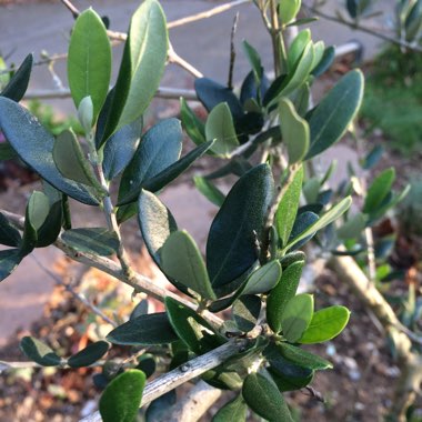 Olea europaea